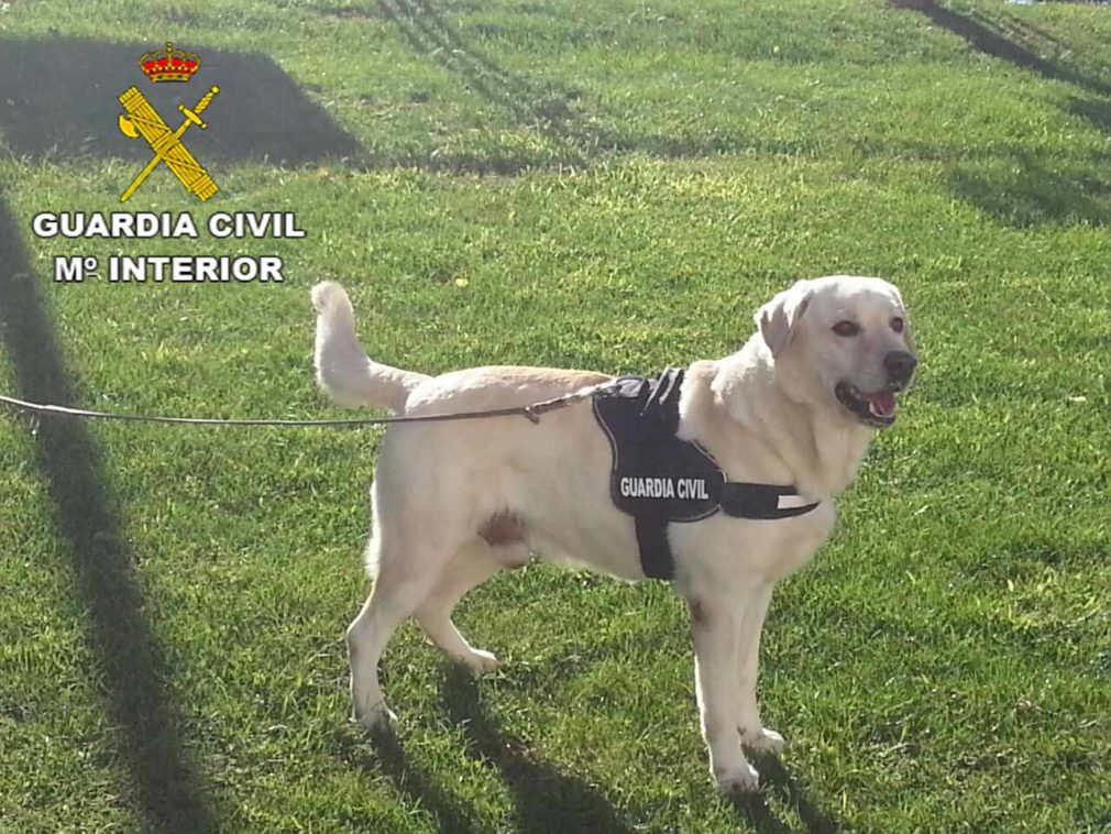 Perro policia