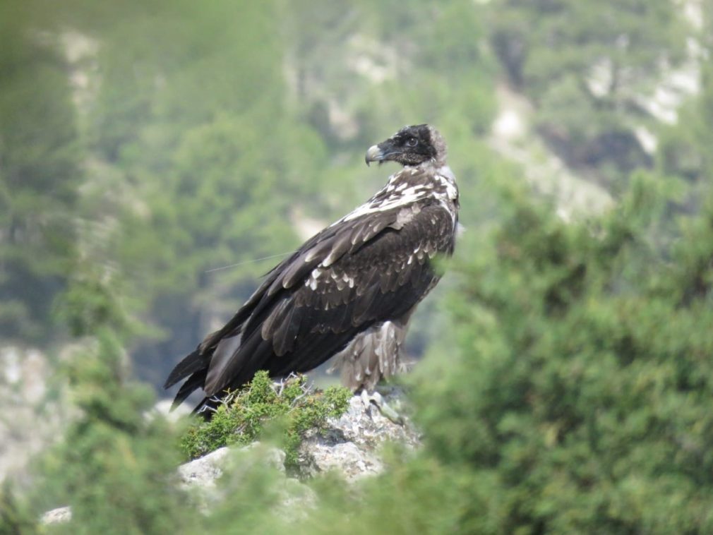 ejemplar de quebrantahuesos