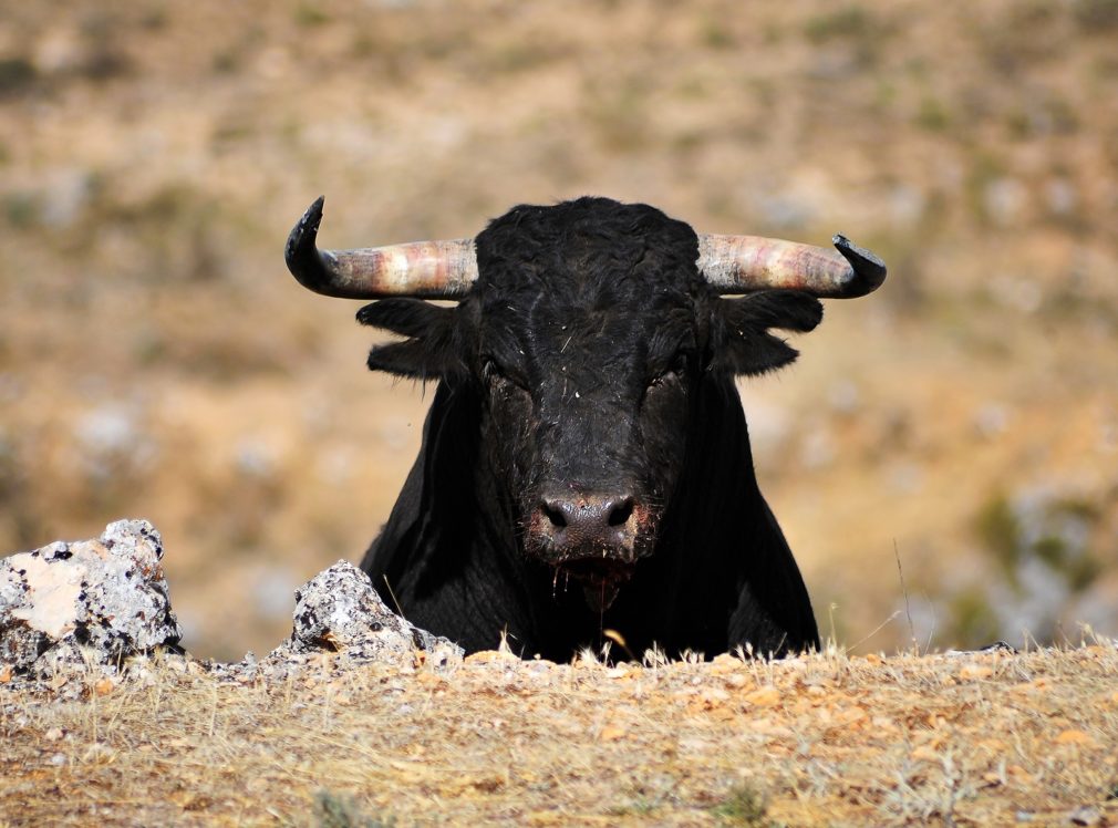 210501_Ganadería toro de lidia