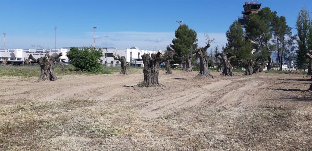 Granada.- El aeropuerto se incorpora al proyecto 'La Huella Verde' y acoge la replantación de 20 ejemplares de olivo