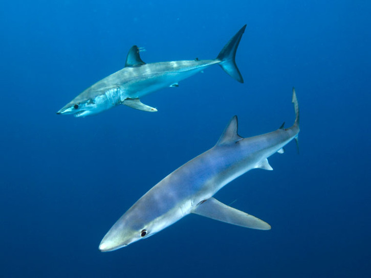 marrajo y tintorera tiburones