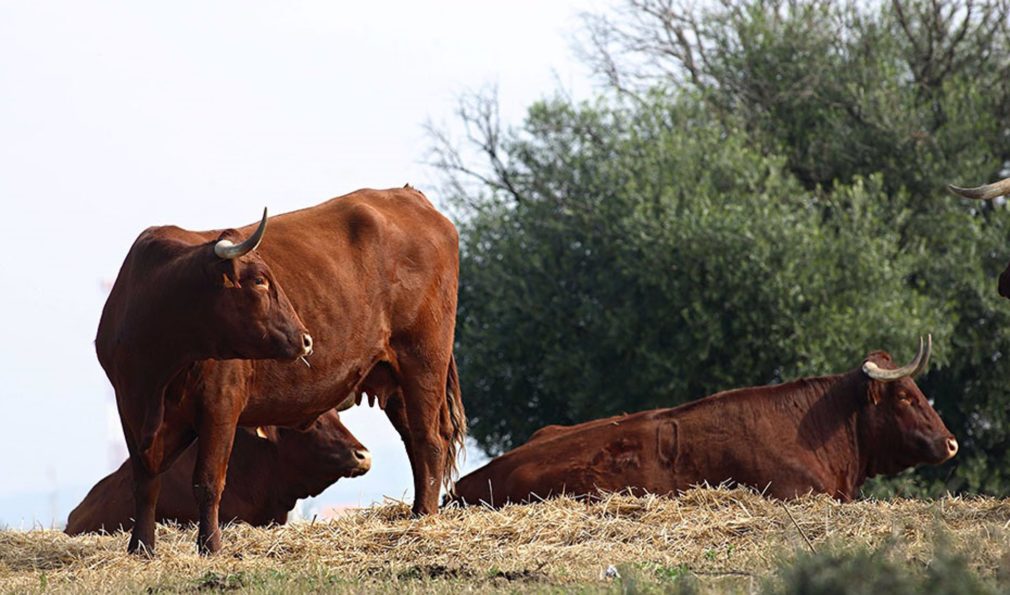 Agricultura.- Junta de Andalucía avanza en las ayudas de 4 millones al sector del toro de lidia afectado por la pandemia