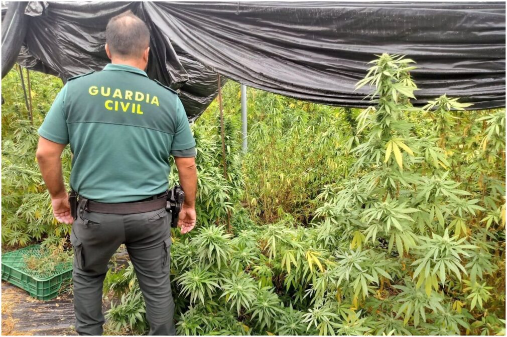 agente plantacion de marihuana