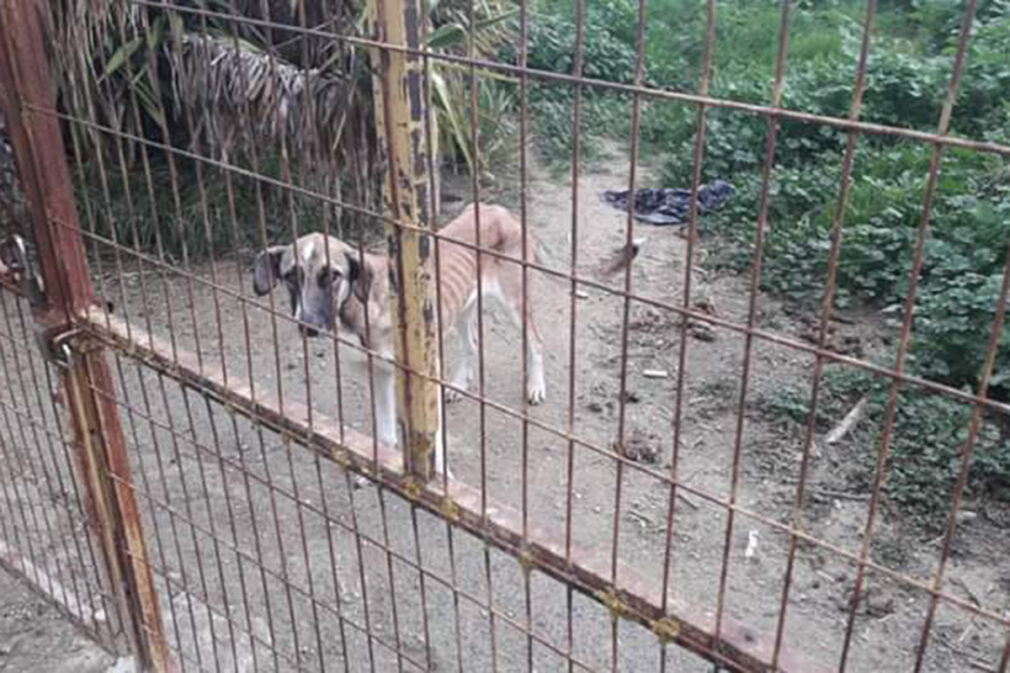 perro abandonado belicena