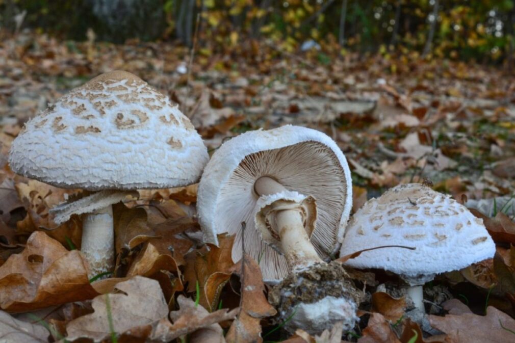 Limitada a cinco kilos por persona y día la recogida de setas en terrenos forestales de Granada