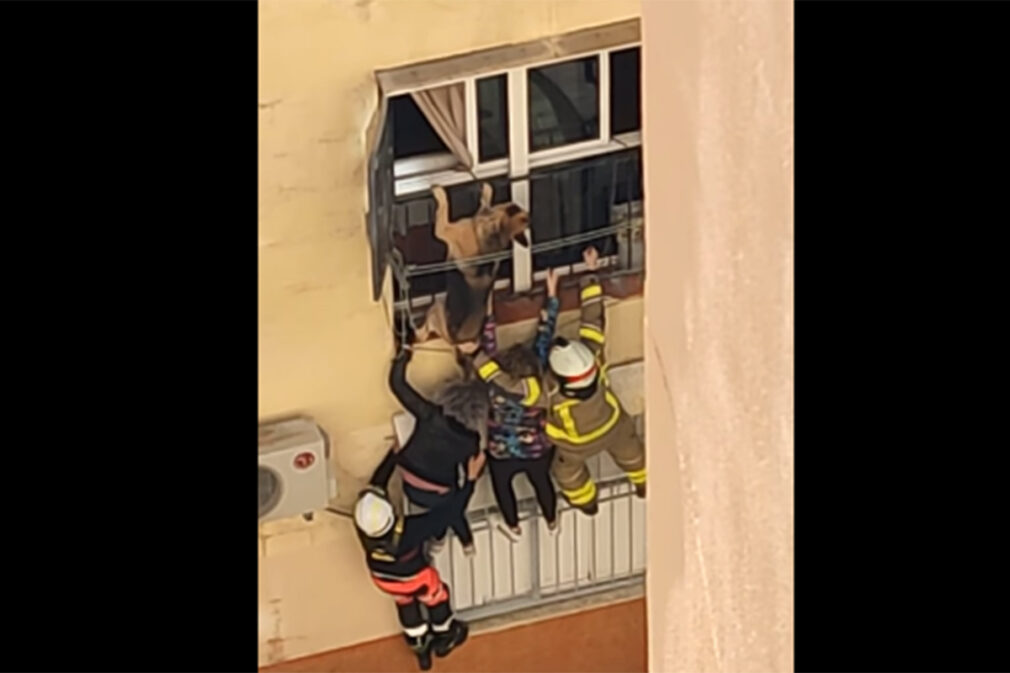 rescate perro balcon