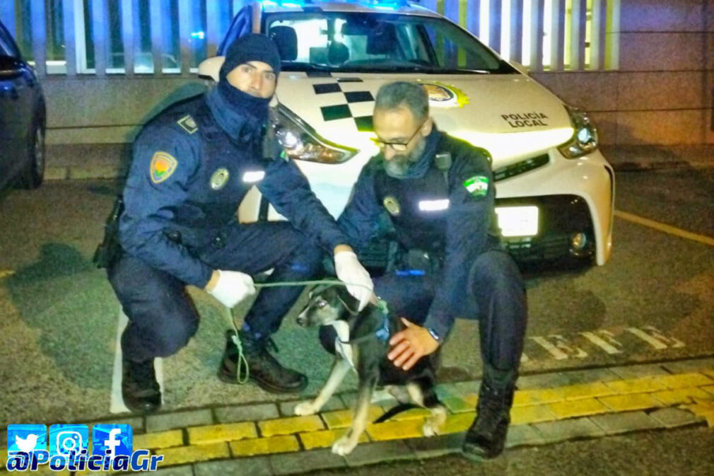 perro rescatado maltrato policia local