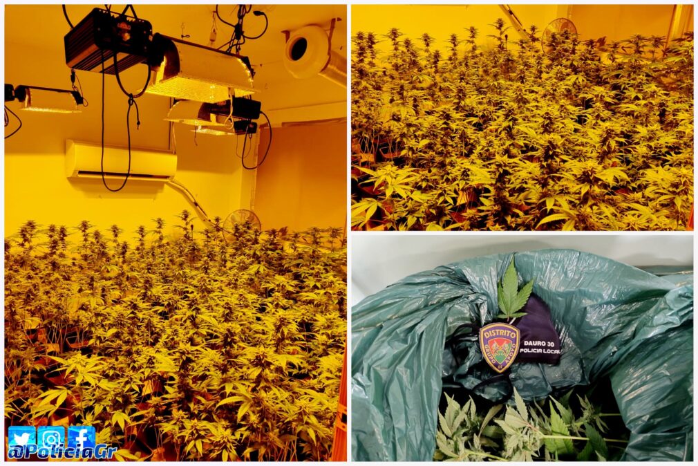 Foto cannabis guardia civil