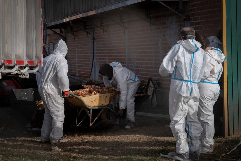 Sacrificio de 130.000 gallinas en una macrogranja de Íscar, Valladolid