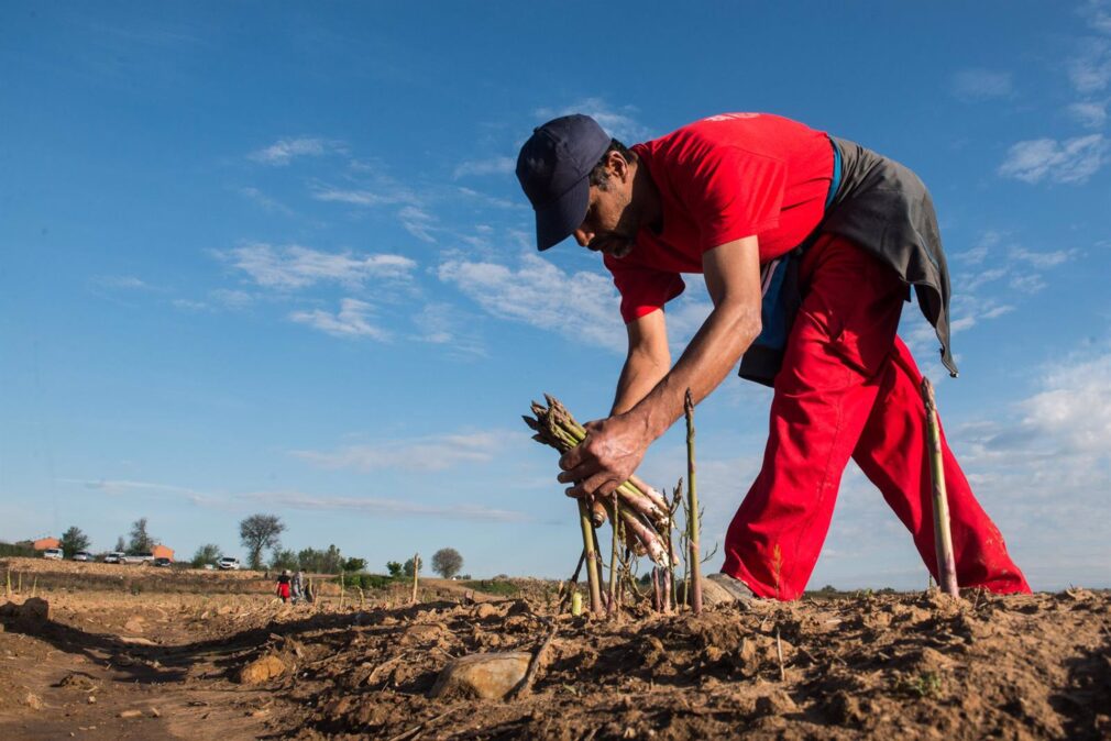 Un jornalero recoge a mano espárrago verde - FOTO Joaquin Corchero - Europa Press