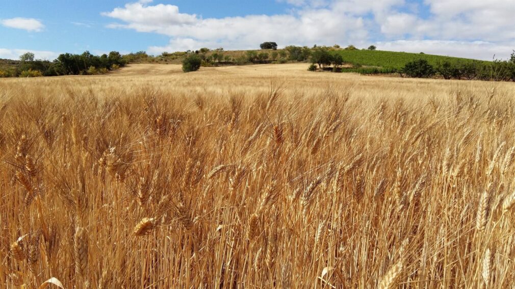 Granada.- Ucrania.- El sector ganadero pide a la UE medidas para frenar la subida de los cereales