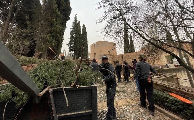 Caída árbol Alhambra