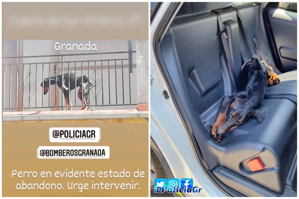 policia local perro abandonado