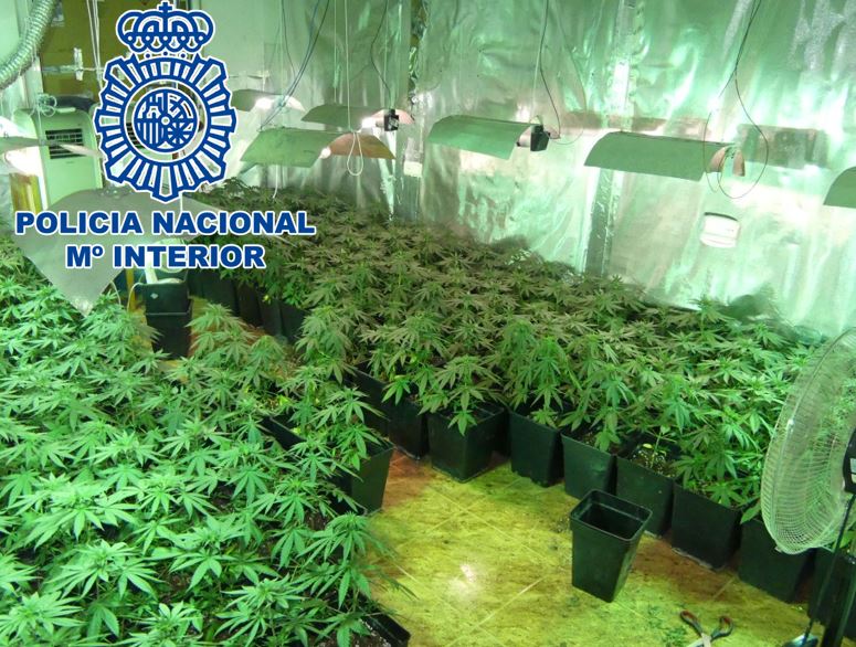 Plantas de marihuana en Baza