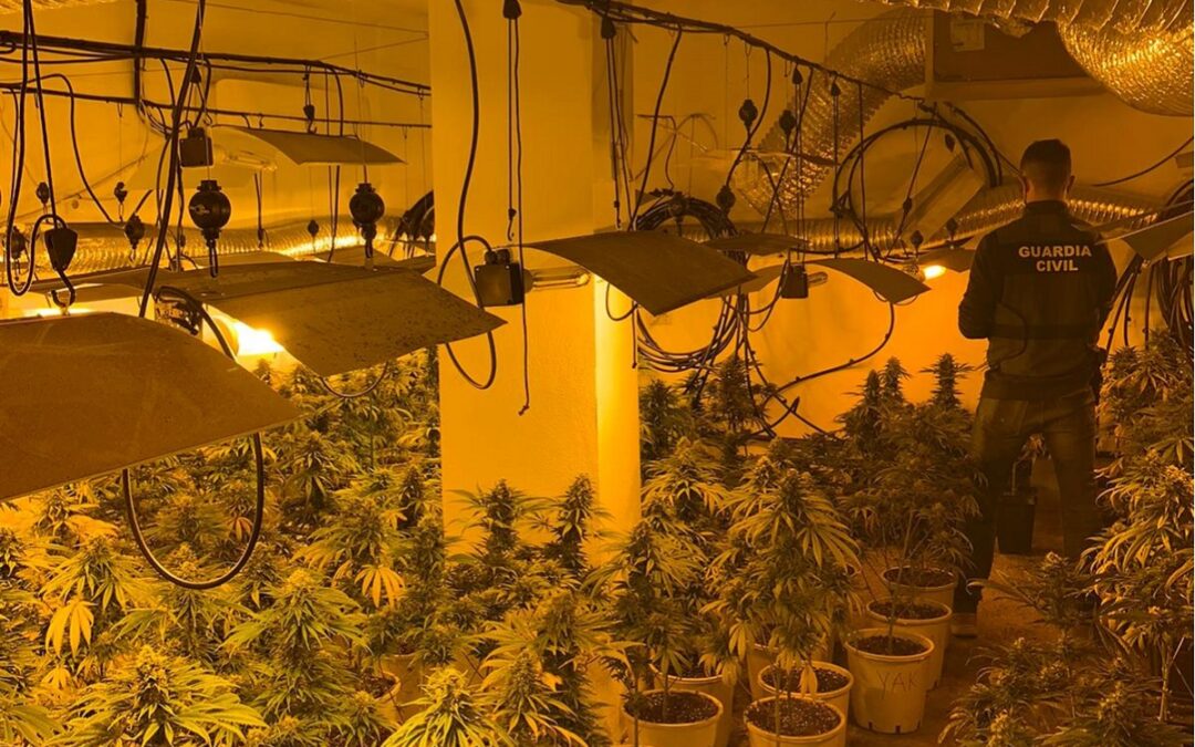 Incautadas más de 7.000 plantas de marihuana en Atarfe y Santa Fe