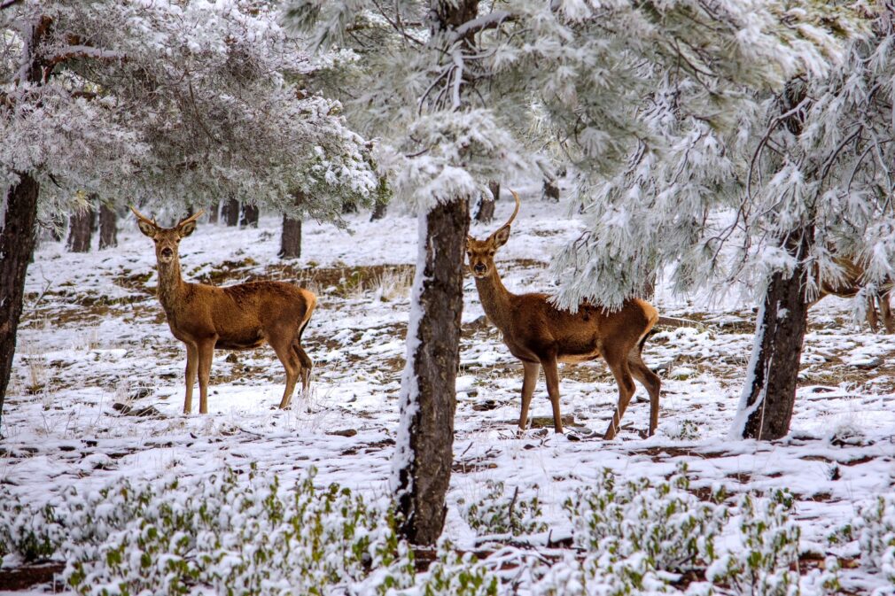 Ciervos en el Parque Natural Sierra de Baza