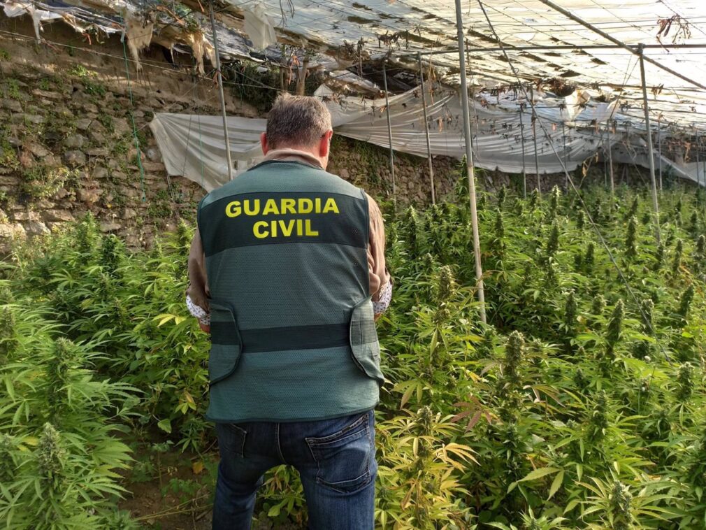 Granada.- Sucesos.- La Guardia Civil descubre una plantación con 4.890 plantas de cannabis sativa en La Mamola