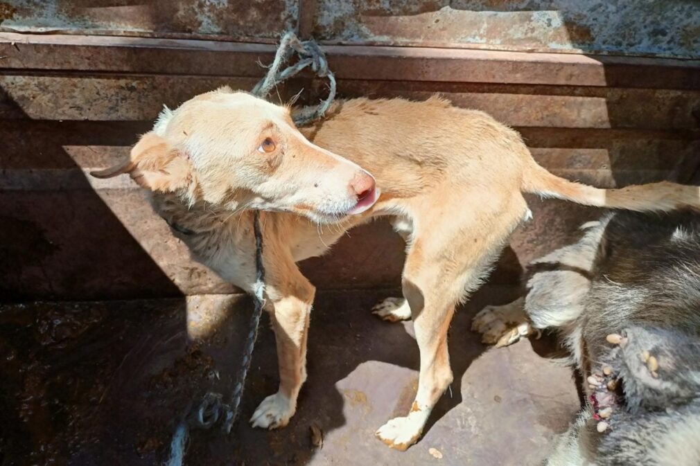 perro desnutrido, maltrato animal