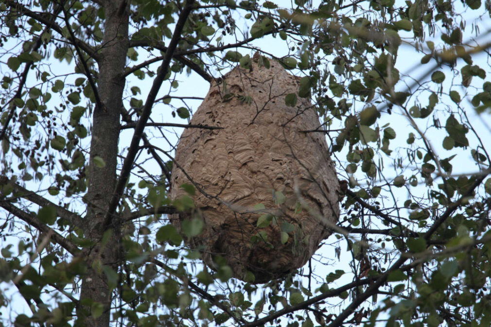 Avispa asiática