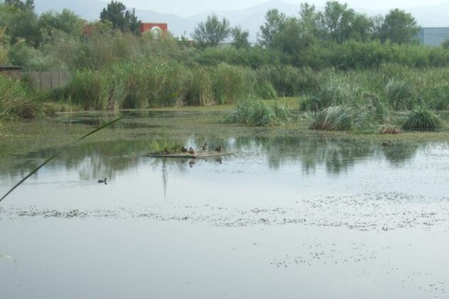 Charca Suárez, en Motril | Foto: Junta de Andalucía