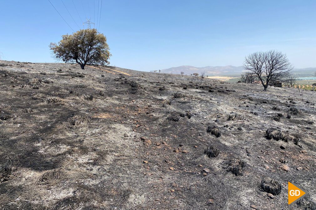 Foto Antonio L Juárez - Incendio forestal Pinos Puente