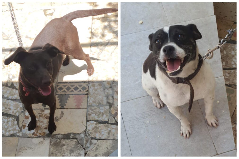 Paloma y Mora, las perritas que buscan un nuevo hogar | Foto: Remitidas