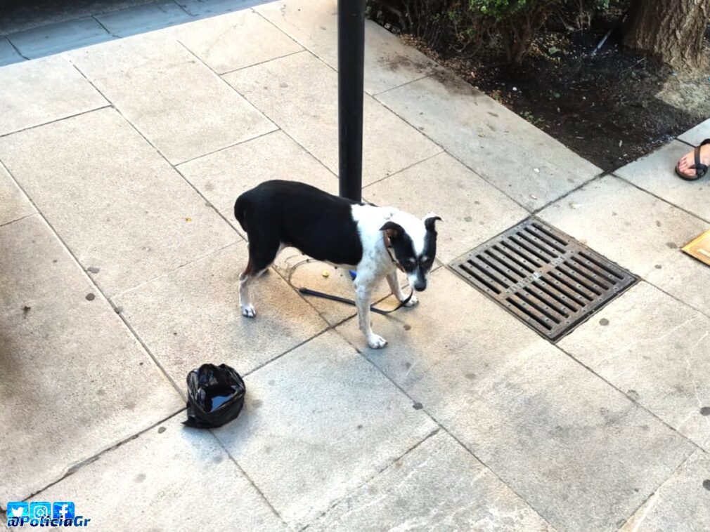 Perrita abandonada en Gran Vía de Colón Foto Policía Local de Granada