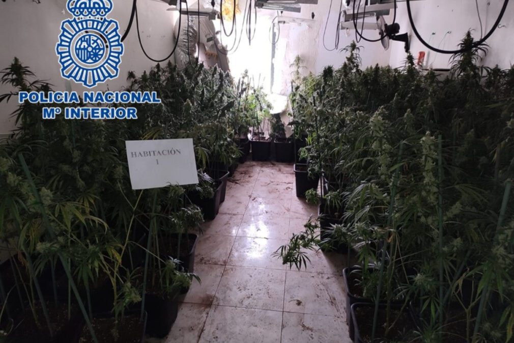 marihuana policia nacional distrito norte