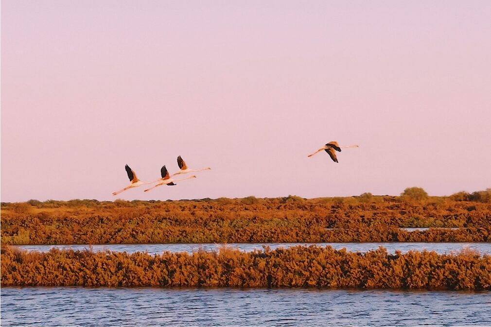 flamencos en las salinas de Tavira - Foto Claudia López