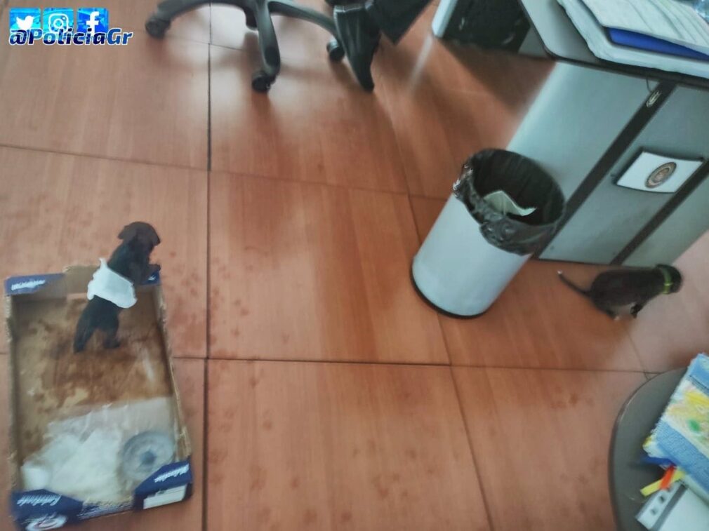 Granada.- Sucesos.- Se recuperan en una casa de acogida dos perritos localizados en una bolsa de plástico deshidratados