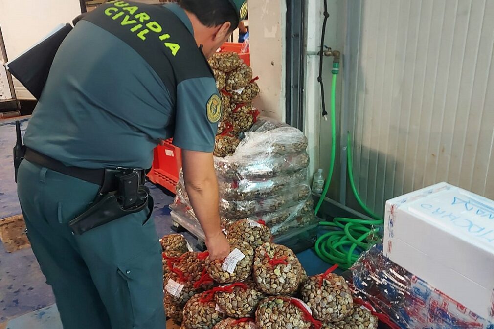 guardia civil almejas inmaduras decomisadas