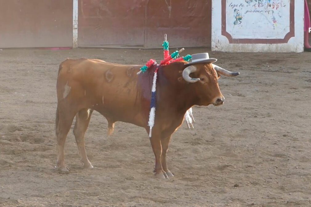 Toro sombrero festejo taurino corrida de toros Guadix 31 de agosto de 2022