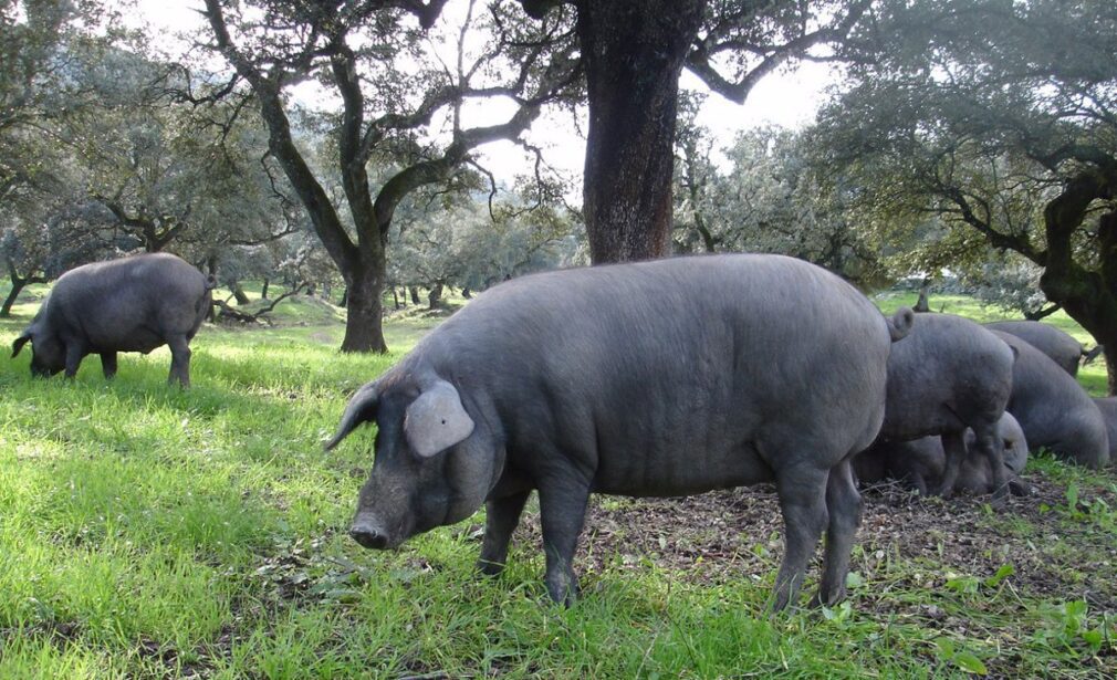 Un estudio del CSIC apunta que el calor causa estrés a los cerdos ibéricos y reduce su crecimiento