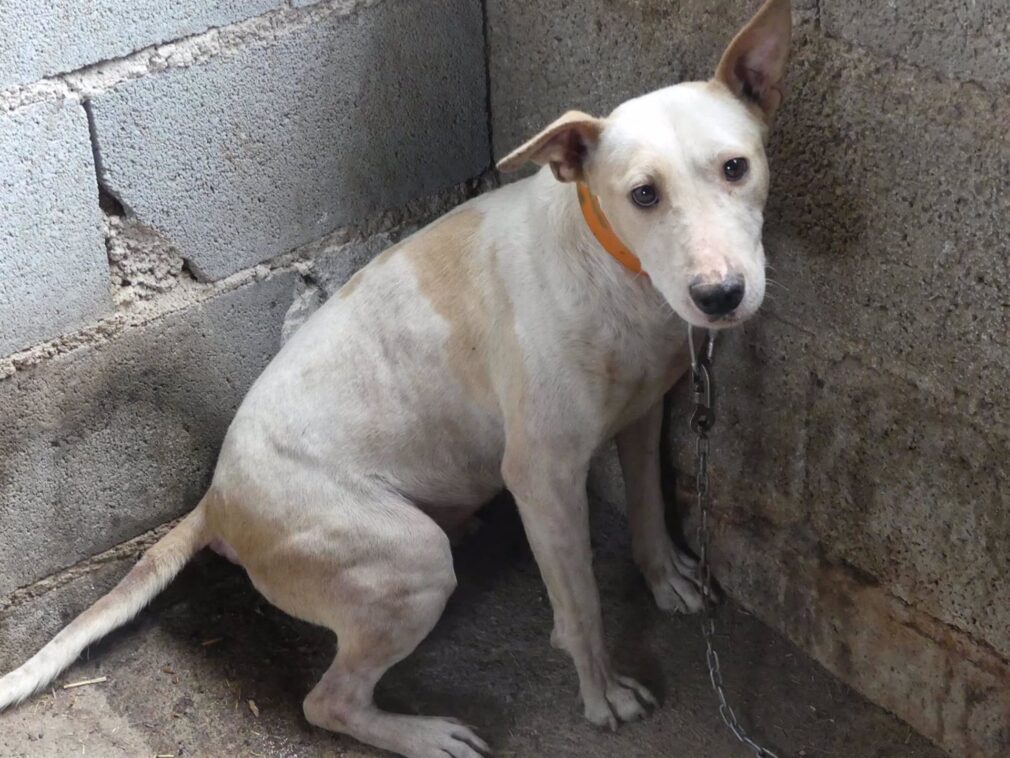 Granada.- Tribunales.- Piden tres años y medio de cárcel para dos cazadores acusados de maltratar y matar a sus perros