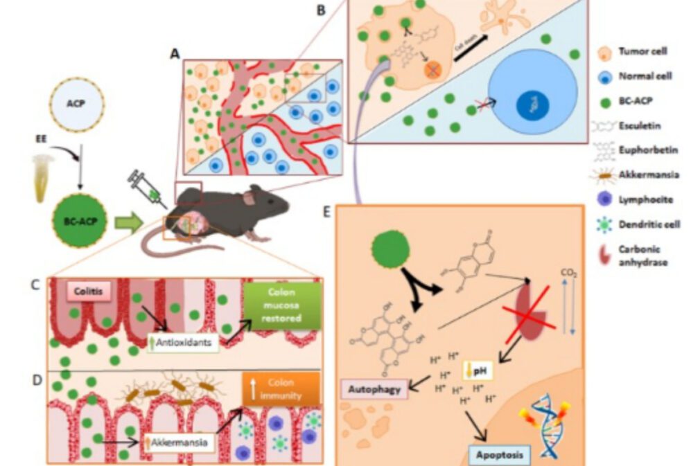 Representación esquemática del modelo de actividad antitumoral del nanofármaco.