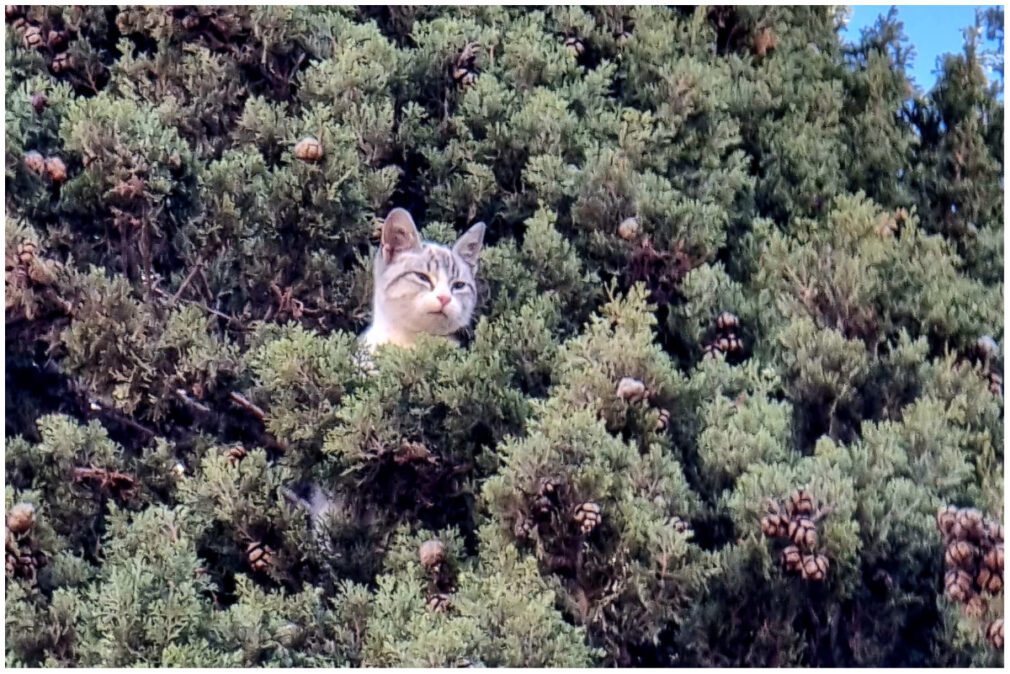 Rescate gato Cúllar Vega