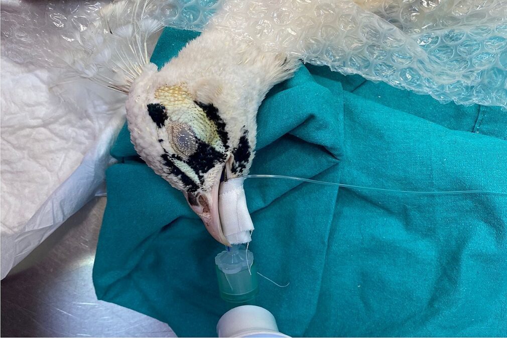 pavo real blanco herido foto carmen alvarez