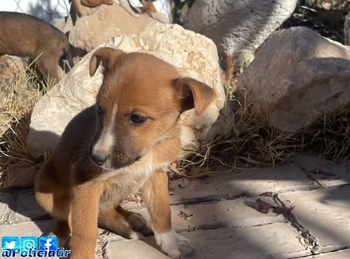 Uno de los perros encontrados por la Policía Local de Granada.