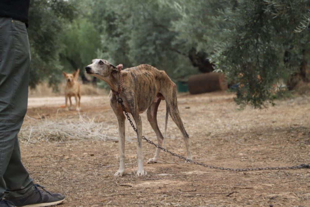 abandono animal perro galgo caza