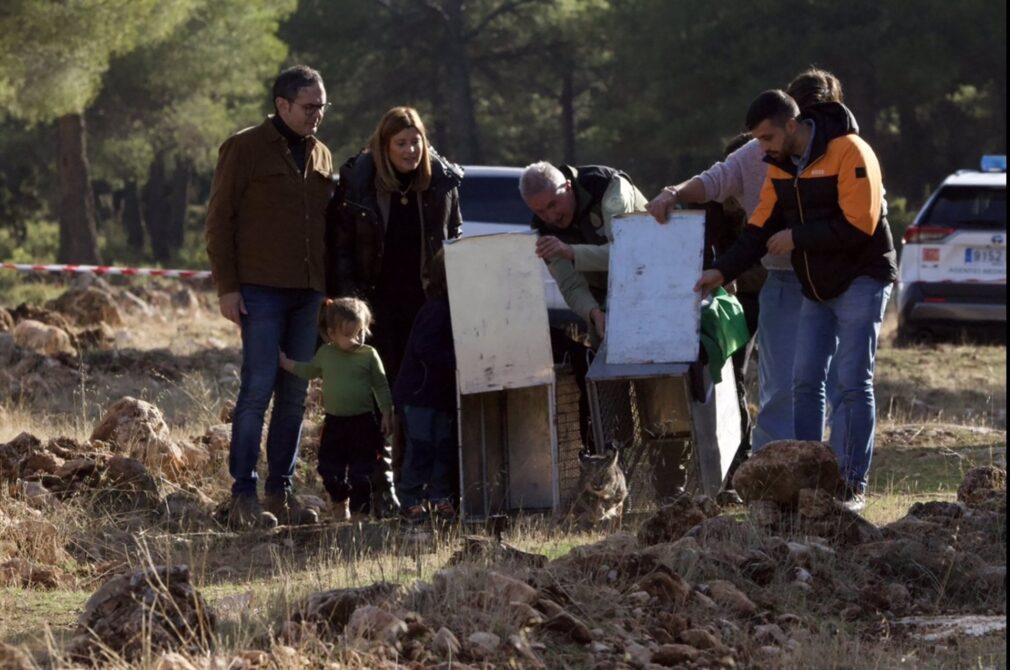 Granada.- Sueltan cinco linces en Sierra Arana en una nueva zona de reintroducción de esta especie