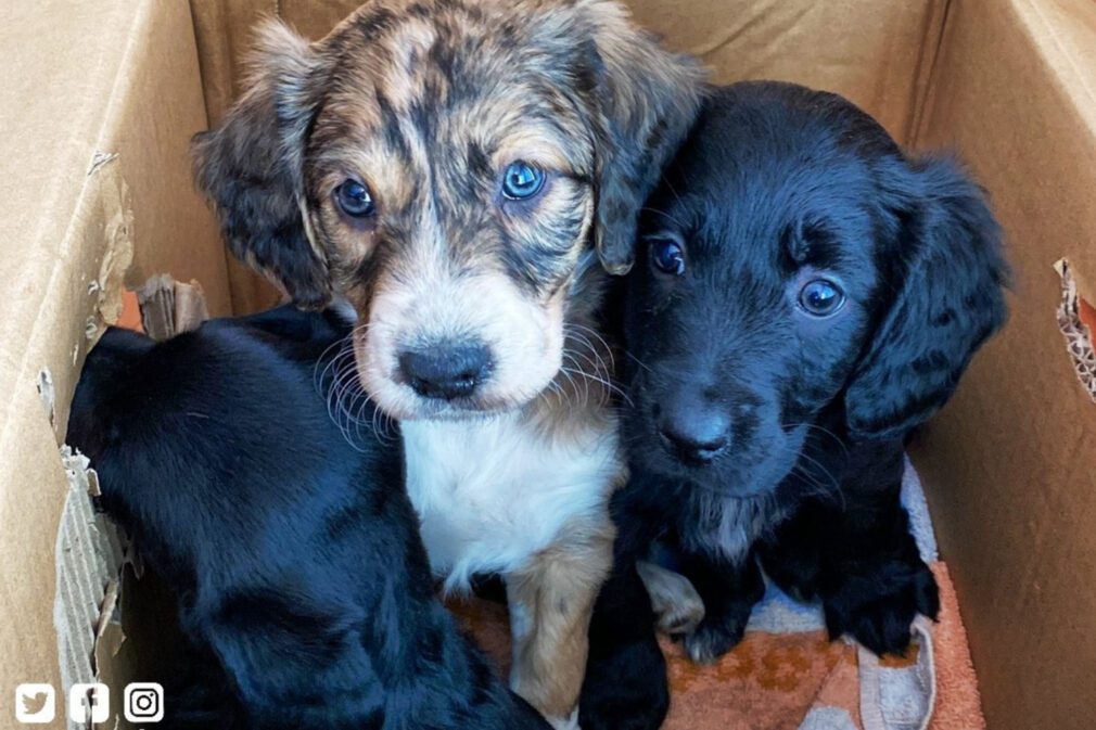 perros-policia-local-granada-twitter (2)