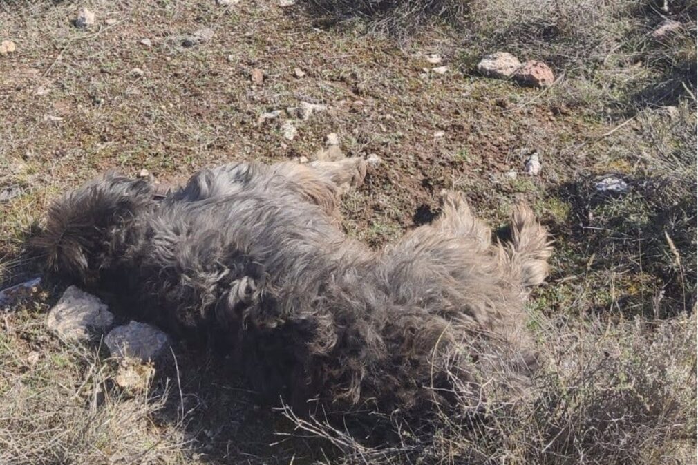 Granada.-Tribunales.- Pacma solicita prisión para un cazador acusado de matar de un tiro a un perro en la Sierra de Baza