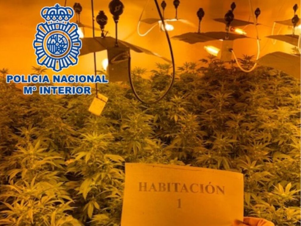 Plantación de marihuana Almanjáyar