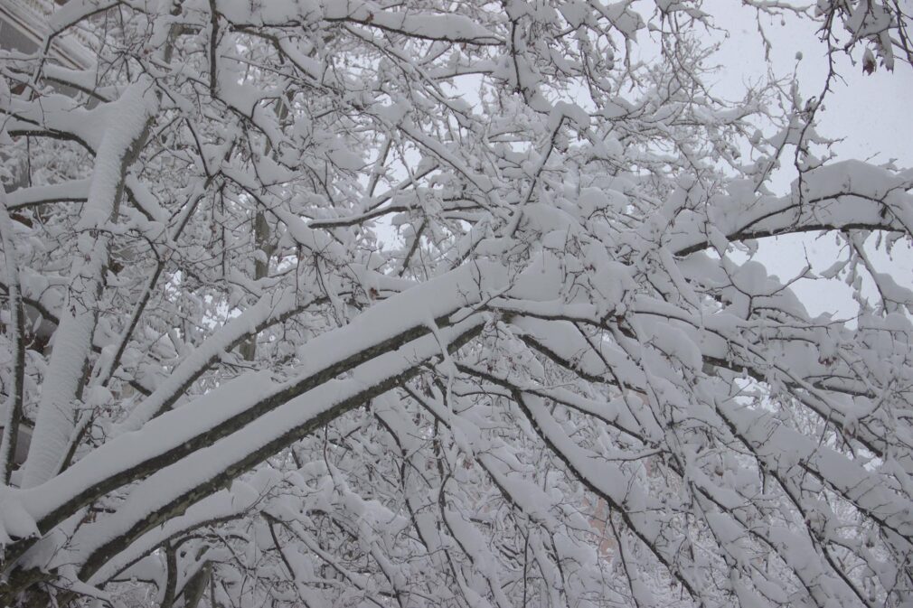 Nieve Nevada