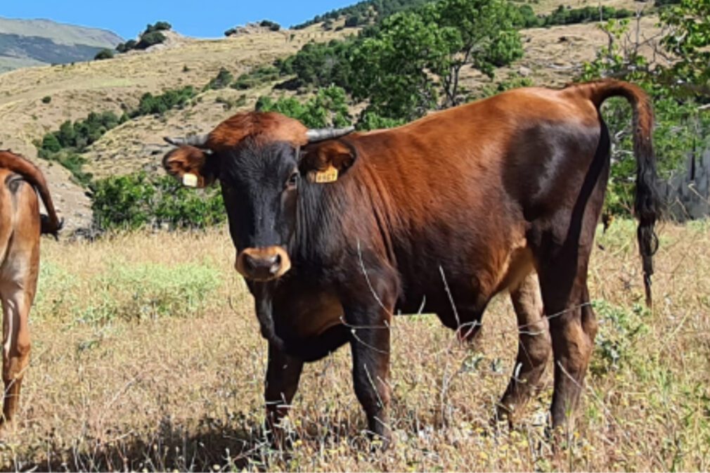 vaca-pajuna-bovino-ganaderia