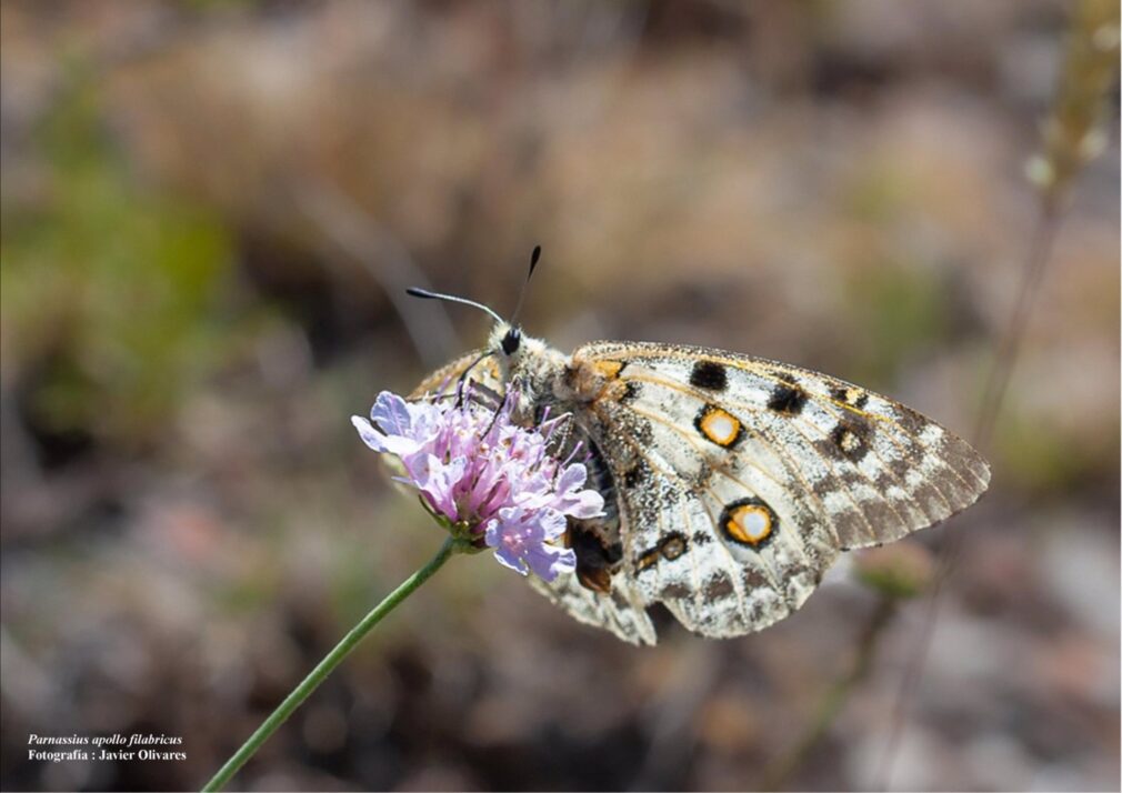 Granada.- AndalucíaVerde.- Junta actúa para mejorar el hábitat de la mariposa apolo en el Parque Natural Sierra de Baza