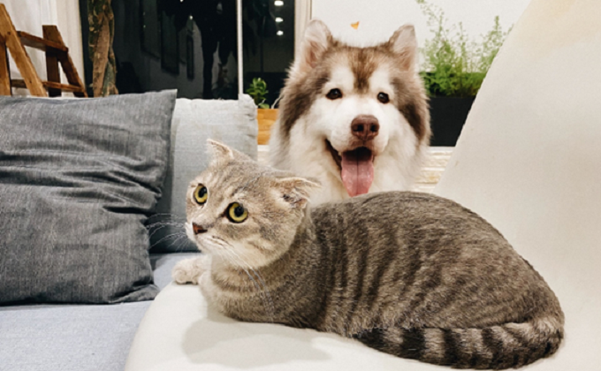 perro y gato - animales - foto colegio veterinarios granada