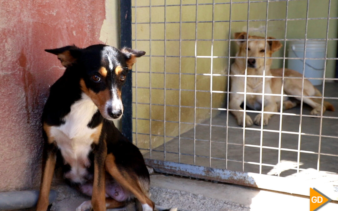 La Guardia Civil recuerda que una mascota "no es juguete o capricho temporal"