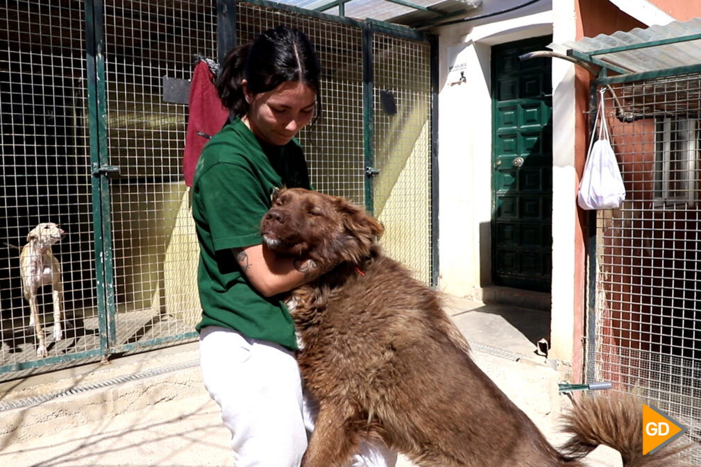 Así funciona el día a día del refugio de la asociación Rescate Animal Granada - CeliaPerez (2)