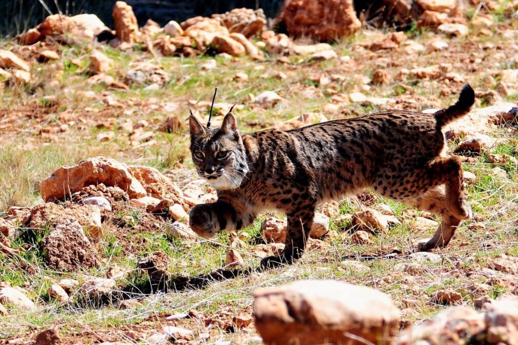 Lince liberado en Sierra Arana